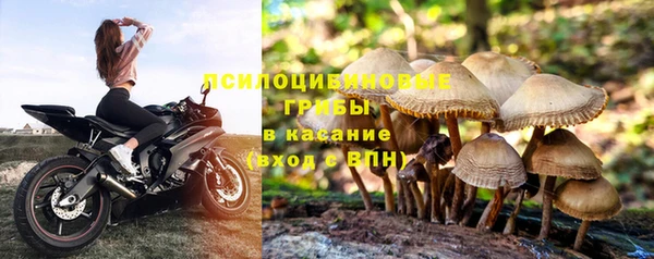 прущие грибы Балахна